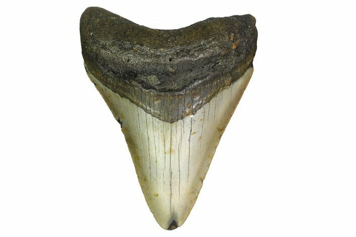 Fossil Megalodon Tooth - North Carolina #166989